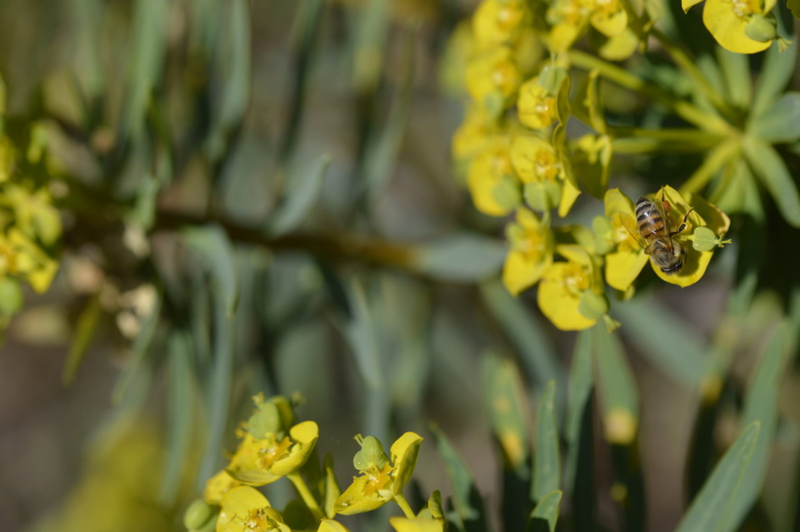 La primavere in giallo di mariarosaria67