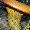 Jack-o'Lantern mushroom