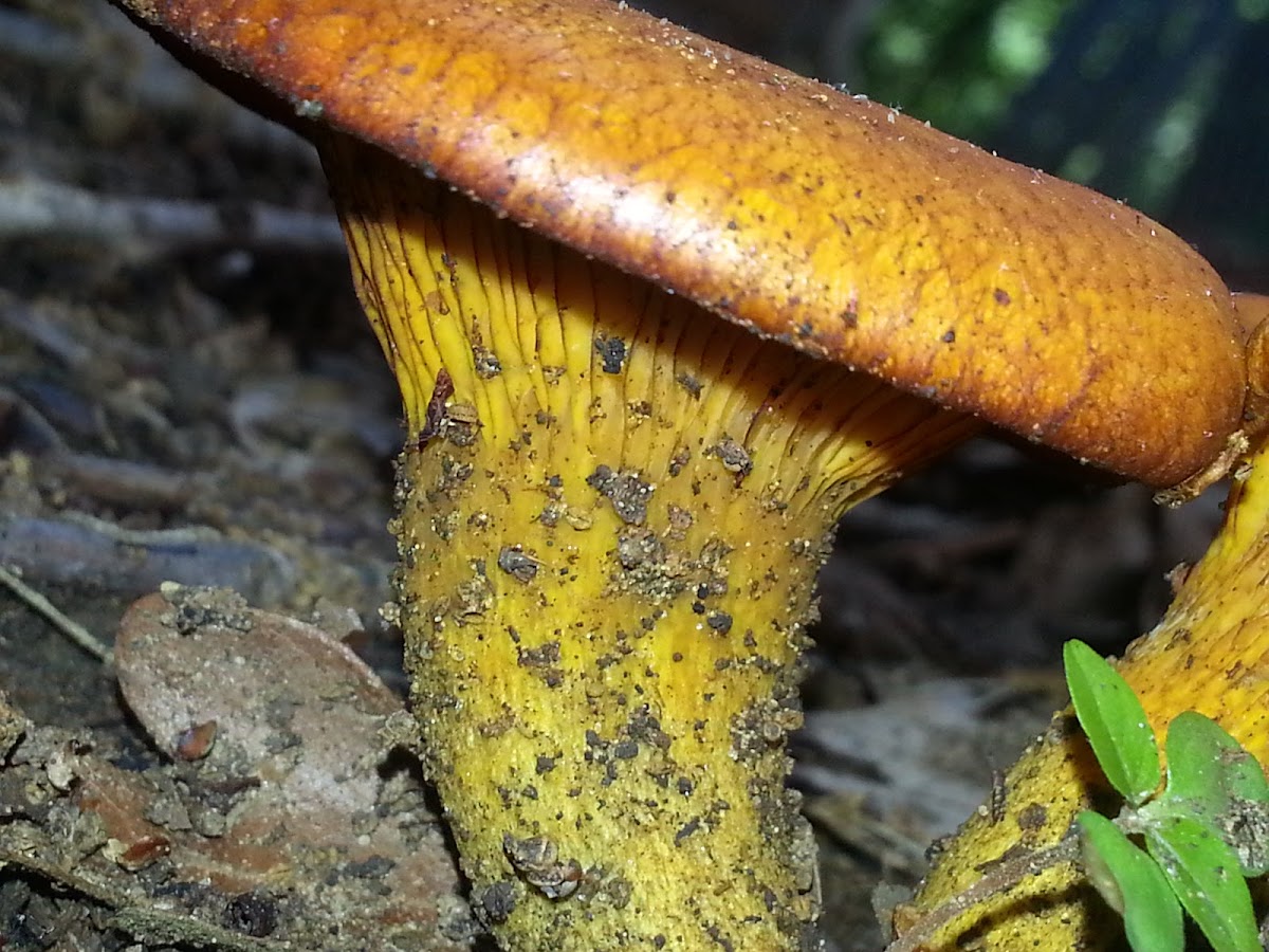 Jack-o'Lantern mushroom