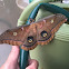 Polyphemus Moth