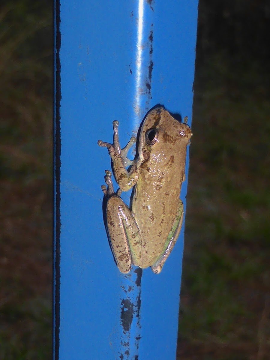 Cuban Tree Frog