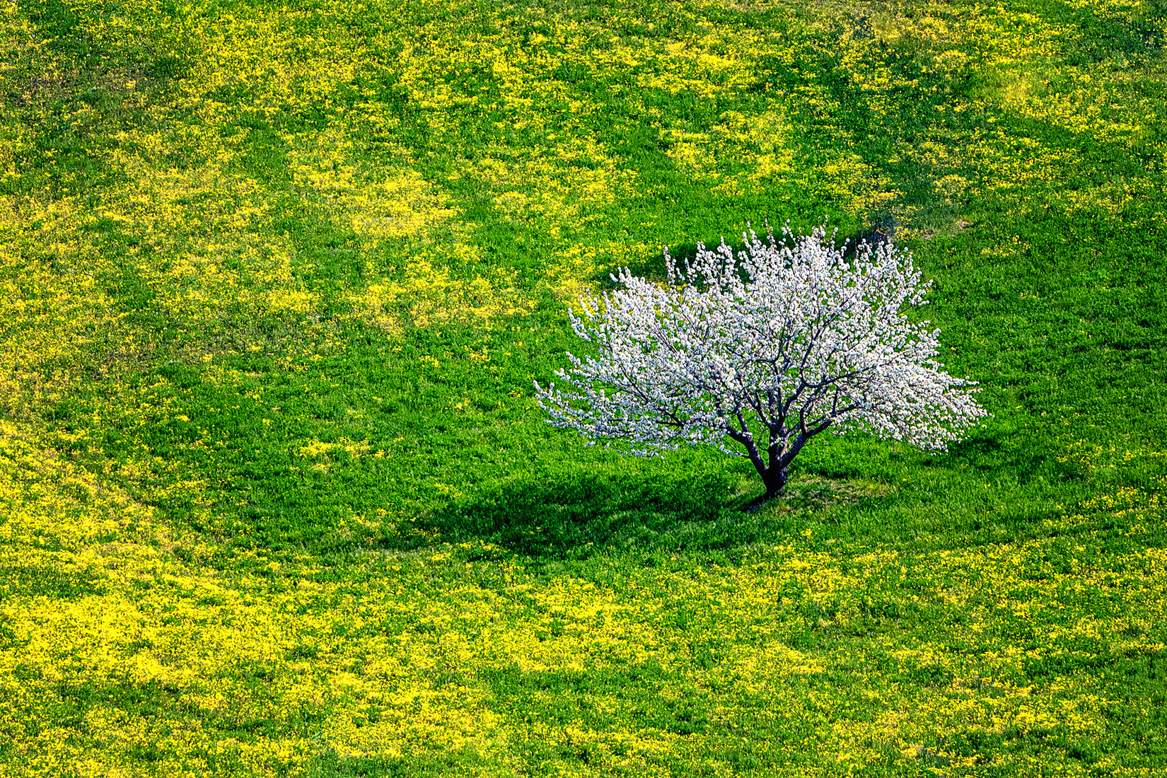 Ciliegio in fiore di renzodid