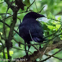 Carrion Crow