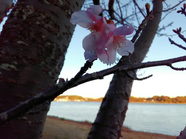 フェアレディZの夜の街中撮影🎵・河津桜・クルーズ散歩・#z34・週末の過ごし方に関するカスタム事例の投稿画像6枚目
