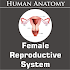 Female Reproductive System2.0