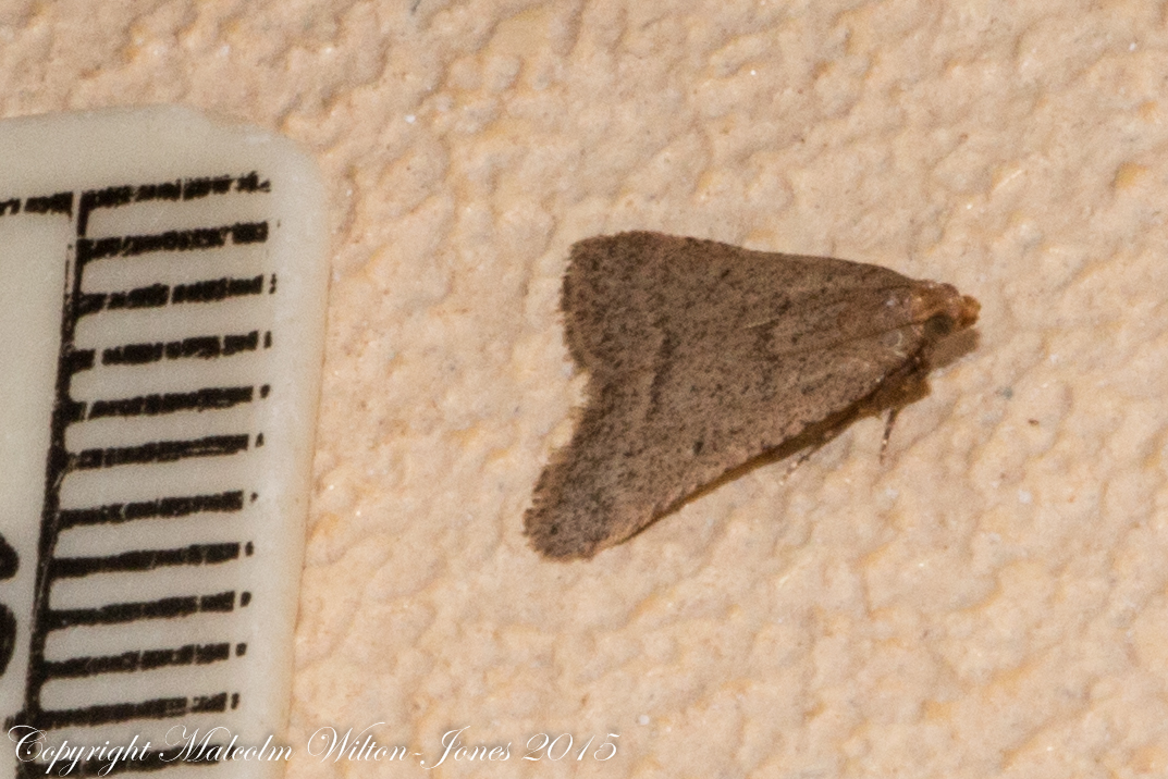 Pyralidae Moth