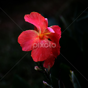 by Nikesh Ponnen - Flowers Flowers 2011-2013