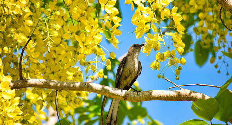 Bird sitting in a colourful tree, Florida