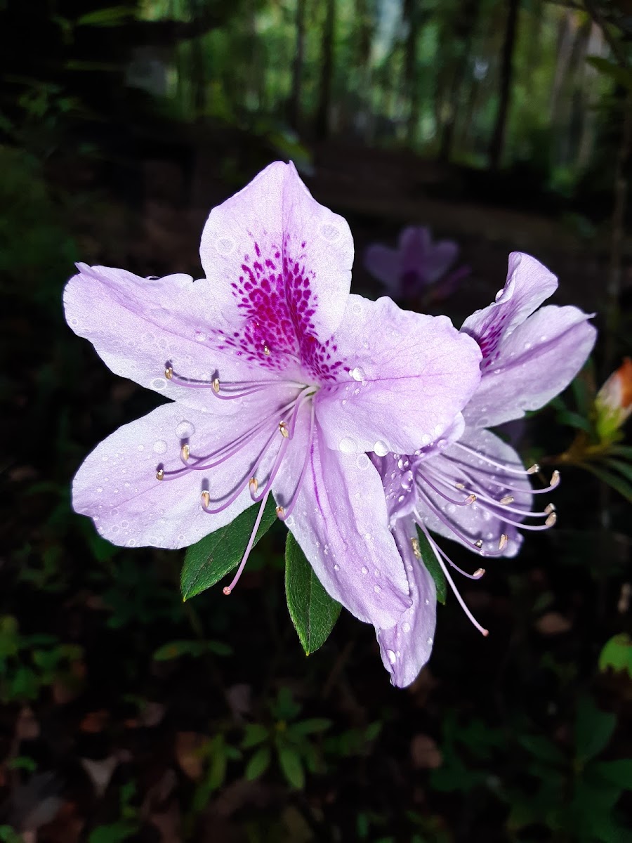 Azalea o Rododendro