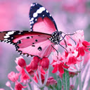 Butterflies Full HD Tab