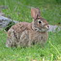 Eastern Cottontail