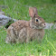 Eastern Cottontail