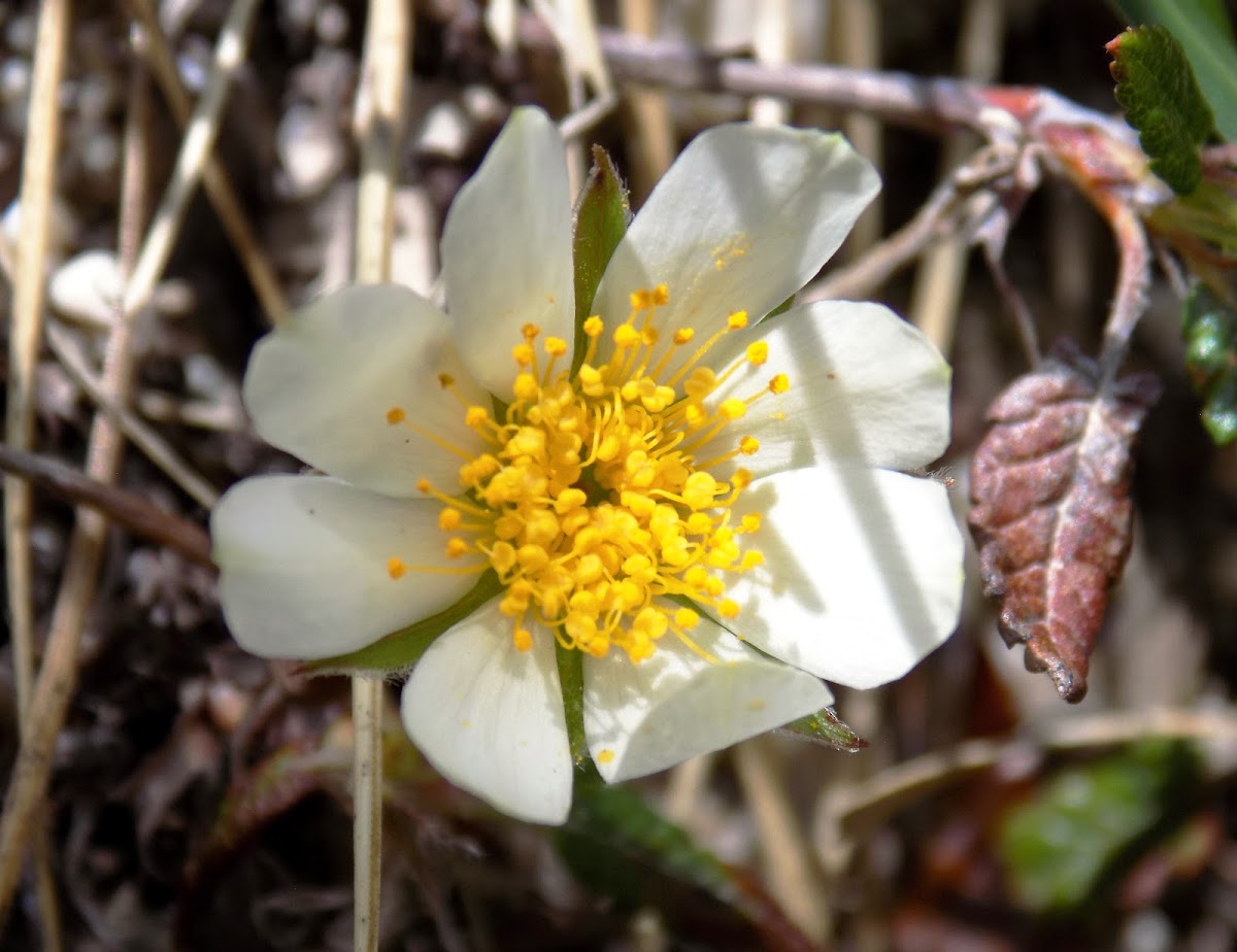 Mountain avens