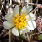 Mountain avens