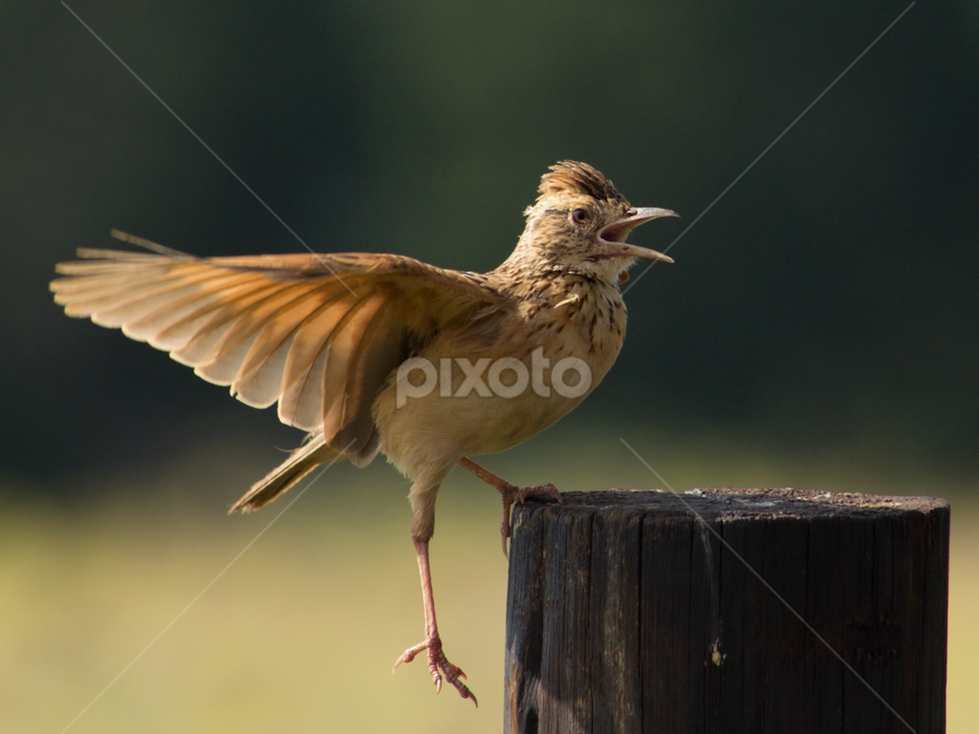 Mirafra africana (Rufous-naped lark) by Gnatuis de Lange - Animals Birds