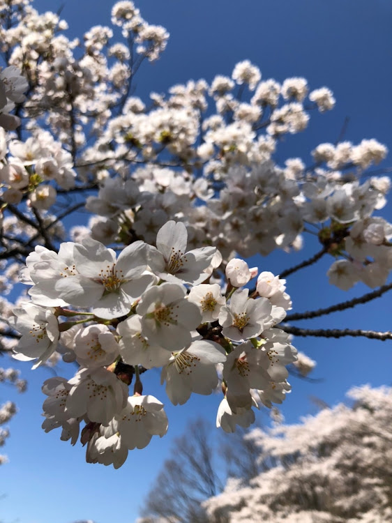 Motoki.5さんが投稿した桜とコラボ🌸・タイヤ交換・女性オーナー・ワンオフエアサスに関するカスタム事例の投稿画像3枚目