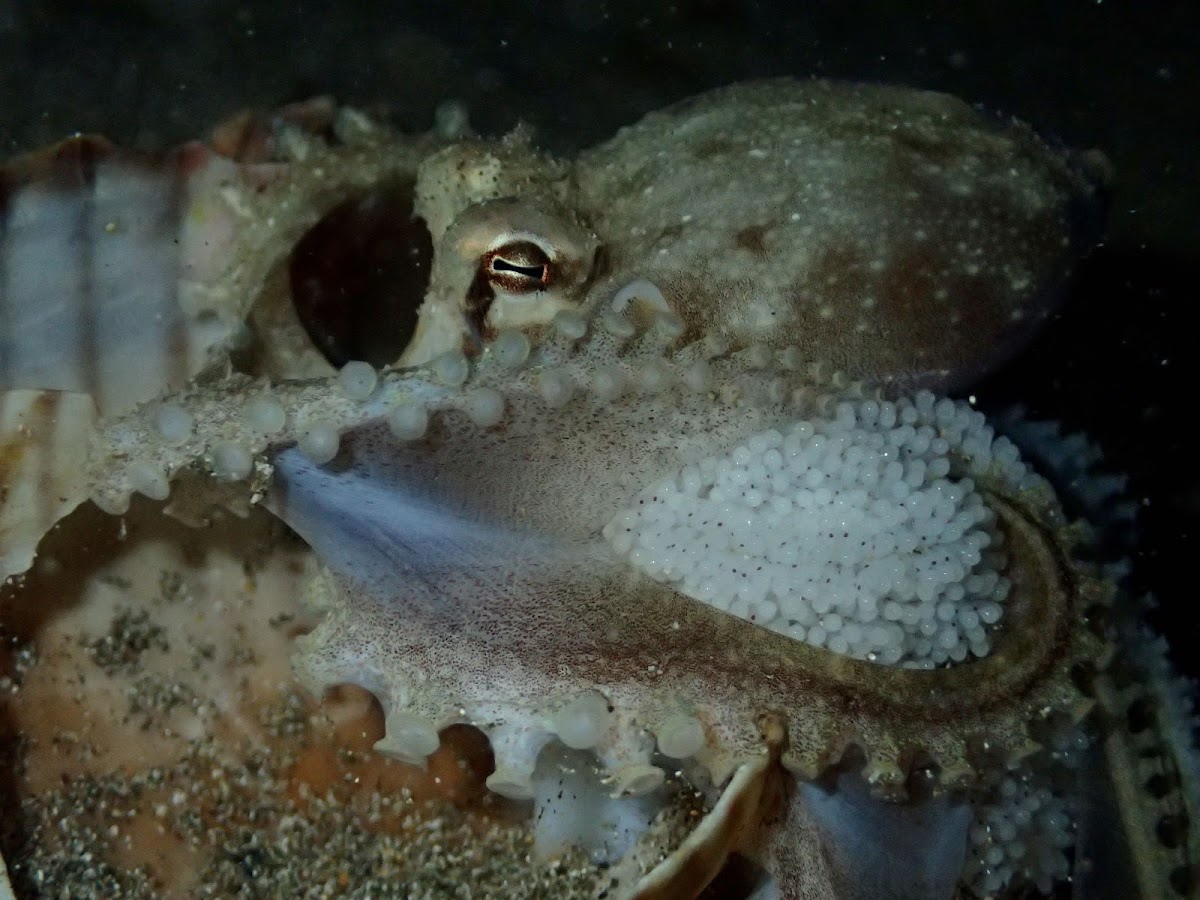 Veined / Coconut Octopus