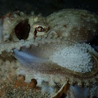 Veined / Coconut Octopus