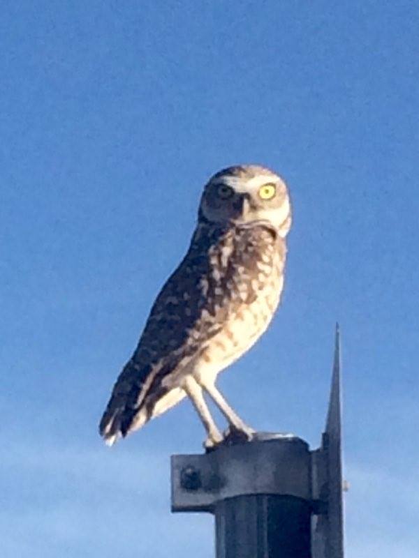 Burrowing Owl