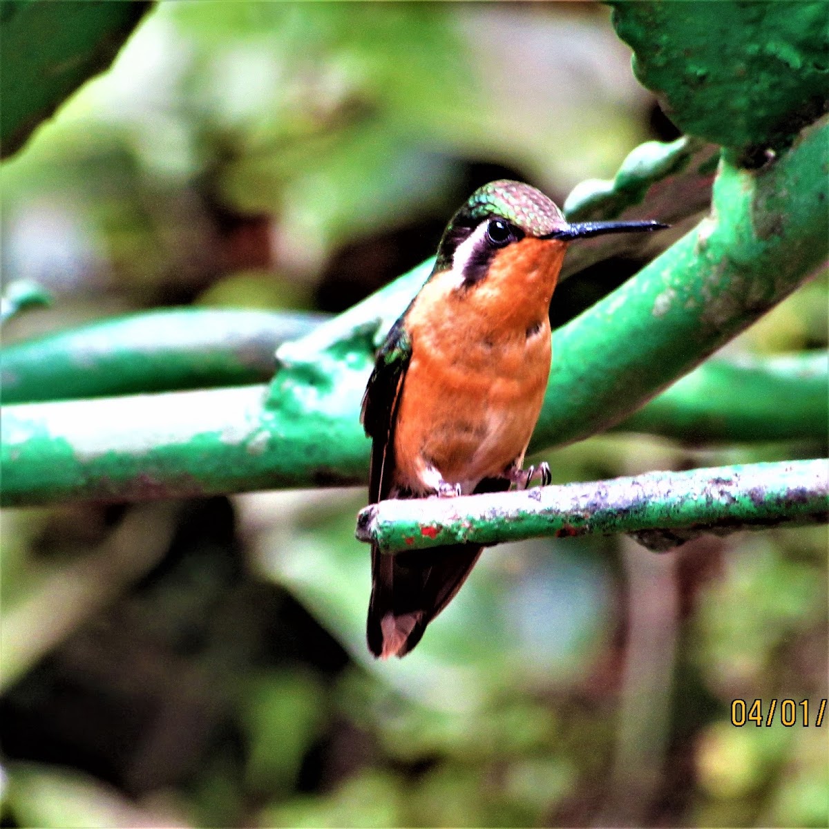 Mountain Gem (female)