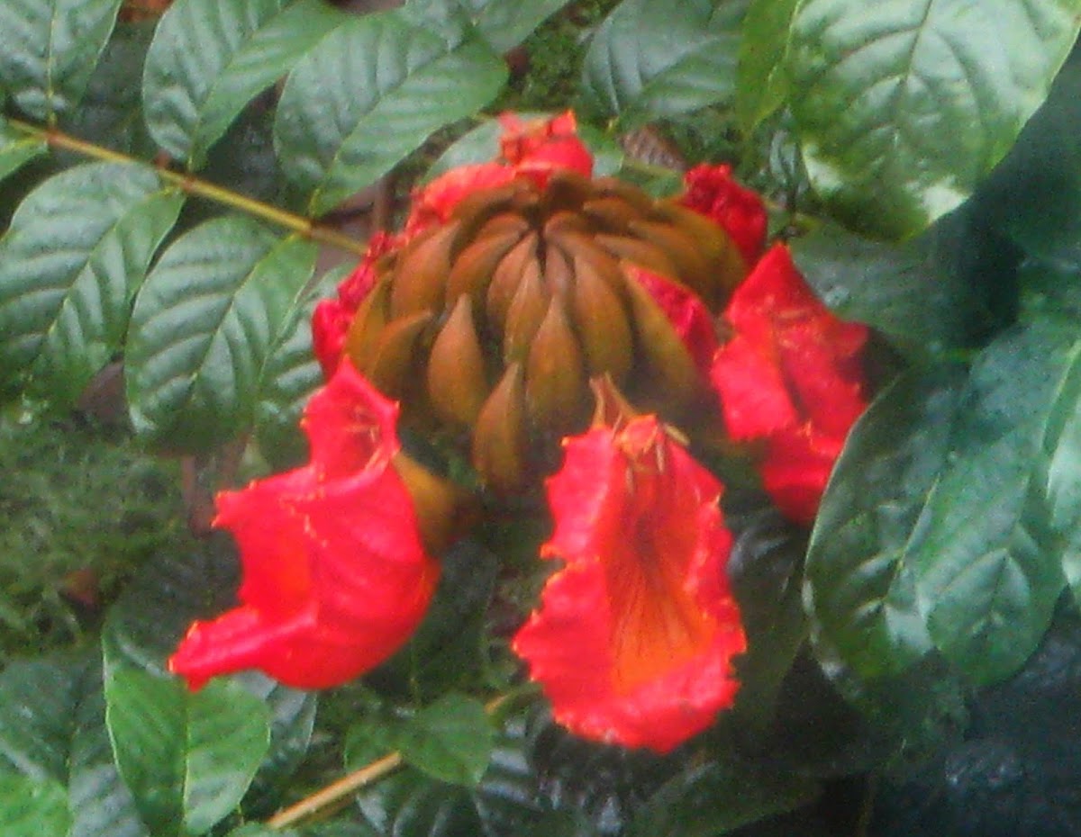 African TulipTree, Fountain Tree