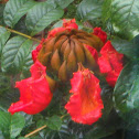 African TulipTree, Fountain Tree