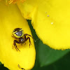 Crab spider