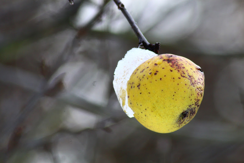 Mela e Neve di Lm27