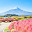 Begonia and Mount Fuji in Japan.