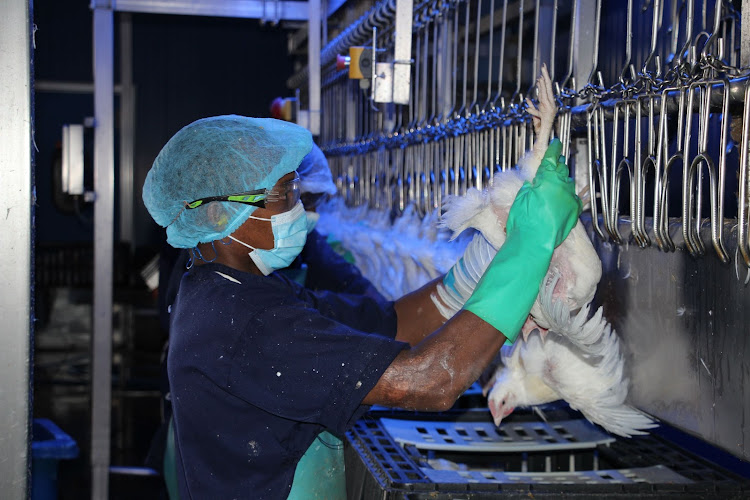 A worker puts live hen on a slaughter conveyor machine at Kenchic's processing plant in Thika.