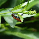 Net-winged Beetle