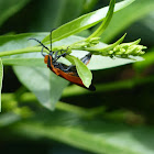 Net-winged Beetle