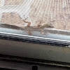 Brown Anole