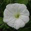 Giant bindweed (λουλούδι χωνάκι)