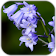 Bluebell flower Live Wallpaper icon