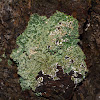 Lichen