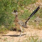 Greater Roadrunner