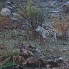 Plains zebra