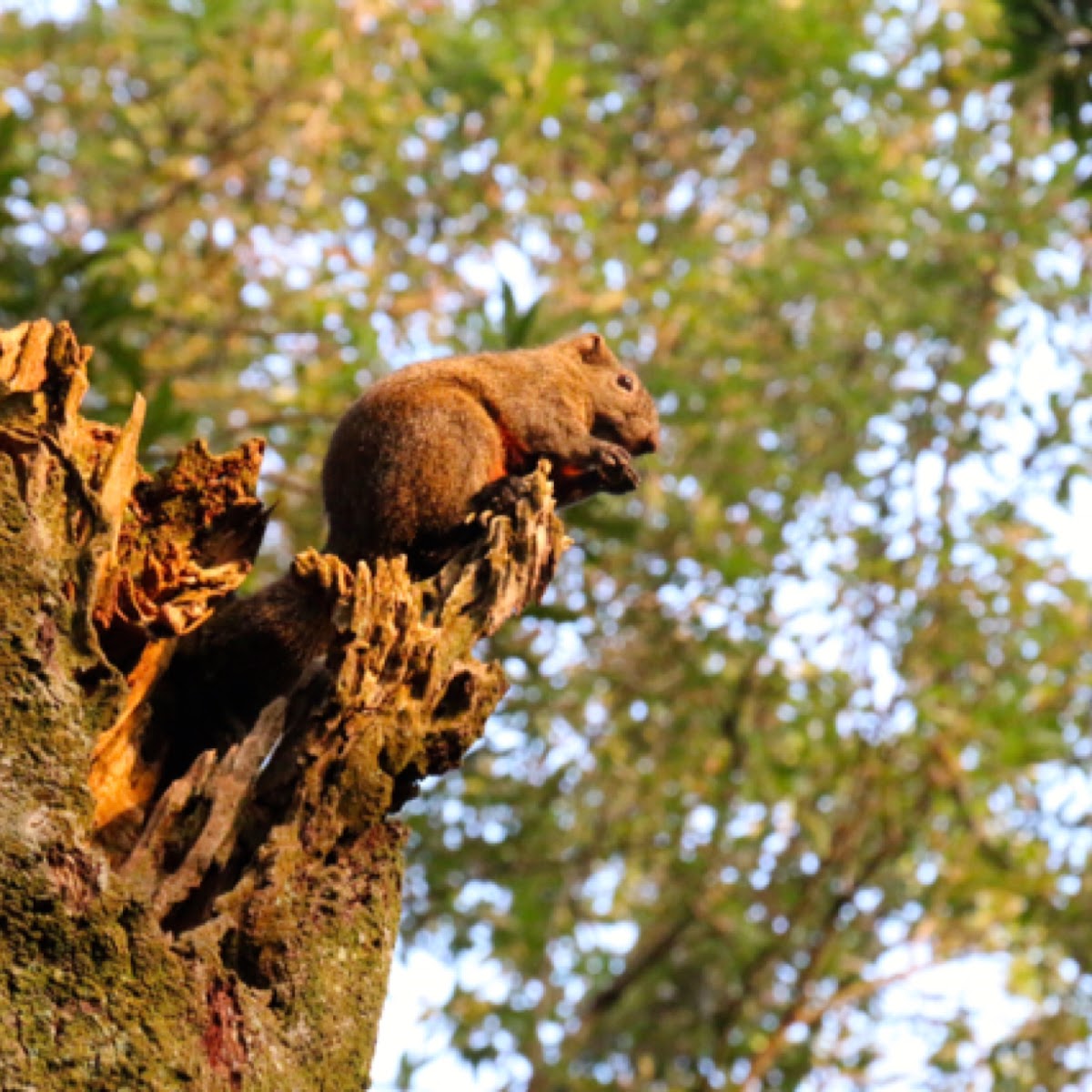 Red-bellied tree squirrel