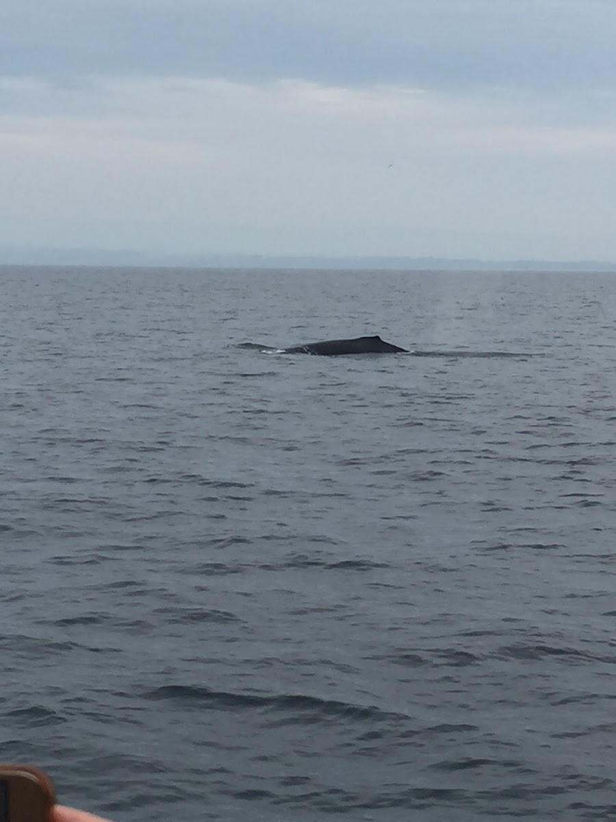 Humpback whale