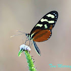 Polymnia Tigerwing