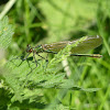 Emerald Damselfly