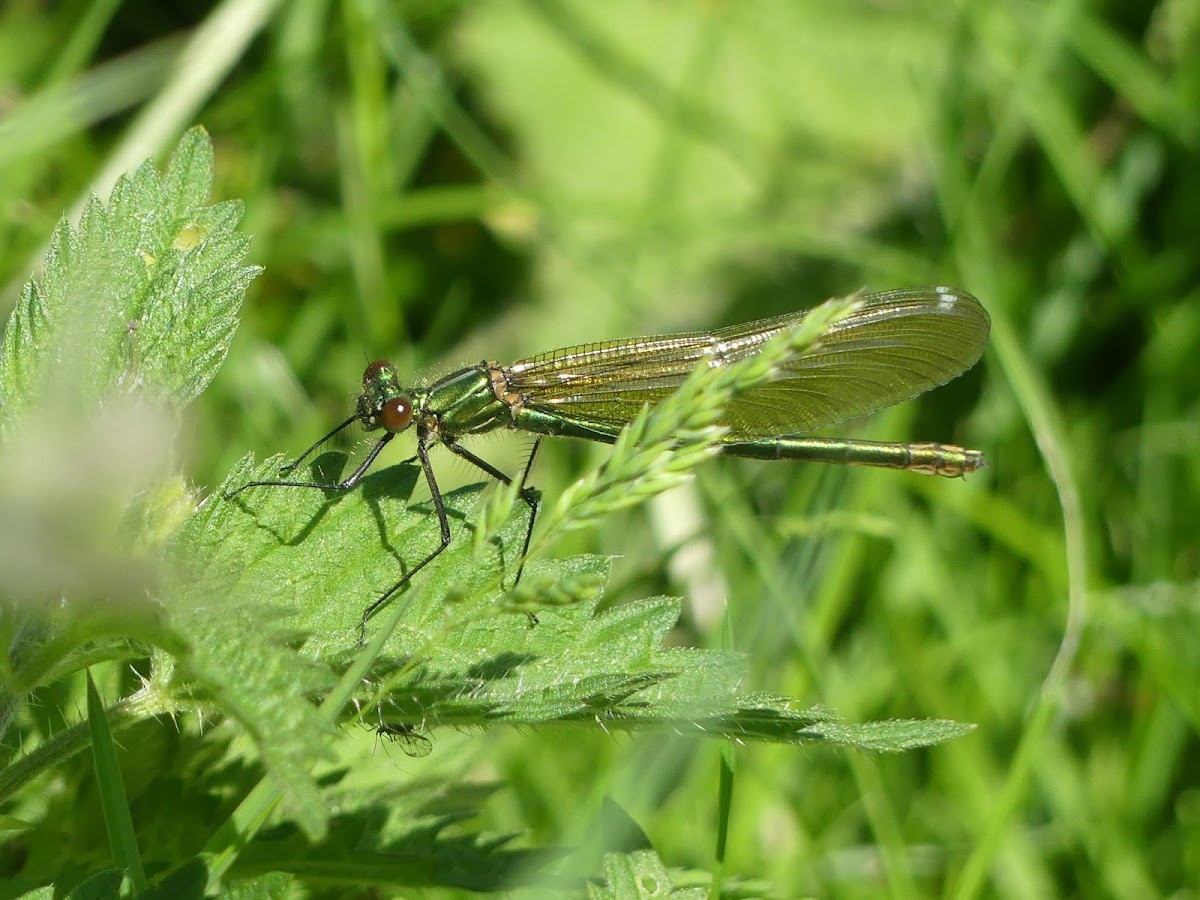 Emerald Damselfly