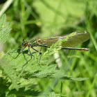 Emerald Damselfly