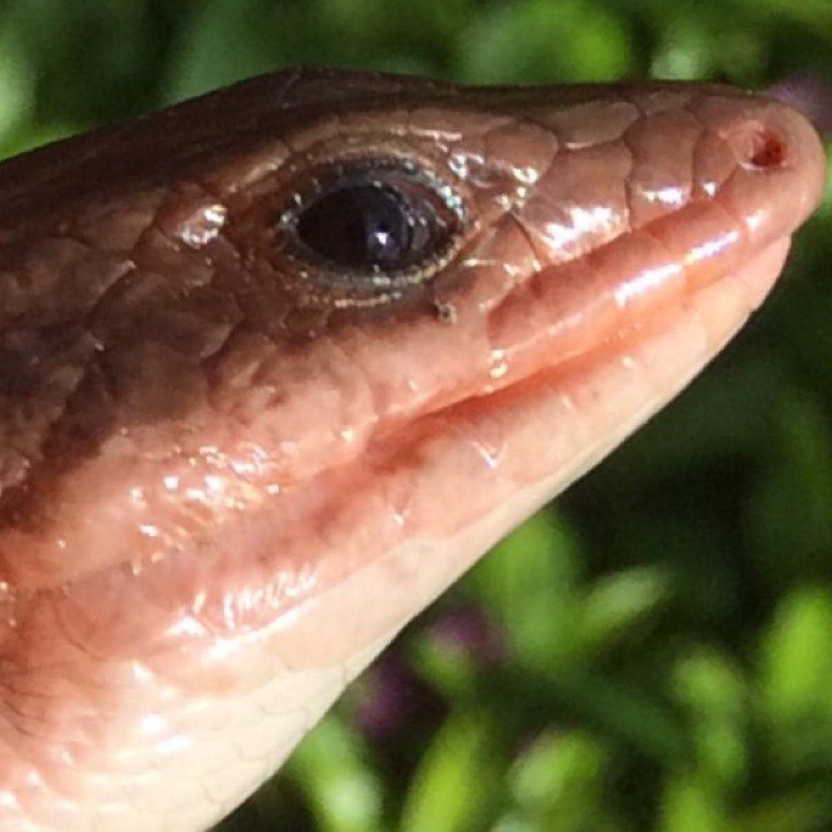 Broad-headed skink