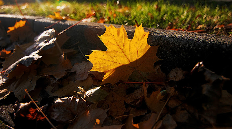 La foglia d'oro di LaMony