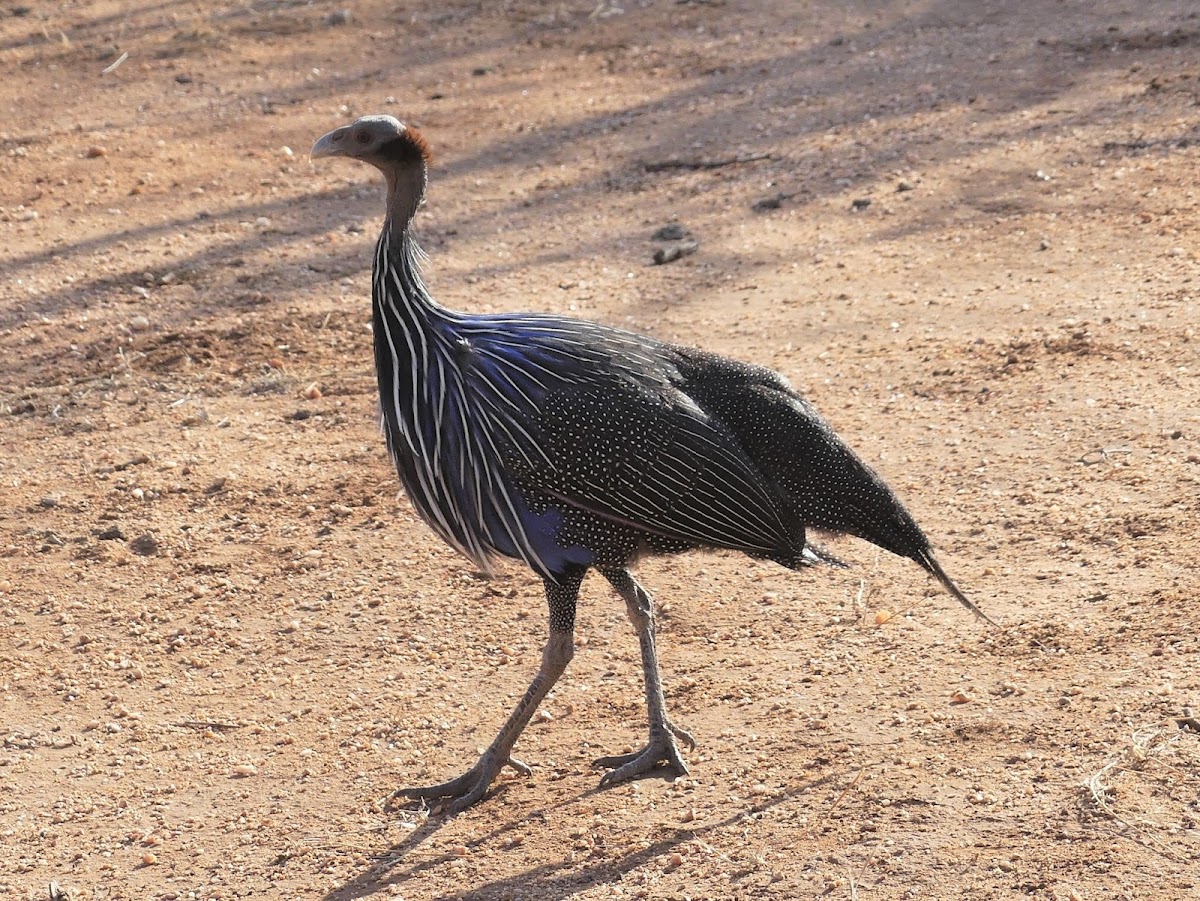 Vulturine Guineafowl