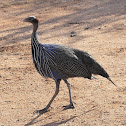 Vulturine Guineafowl