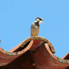 House Sparrow (male)