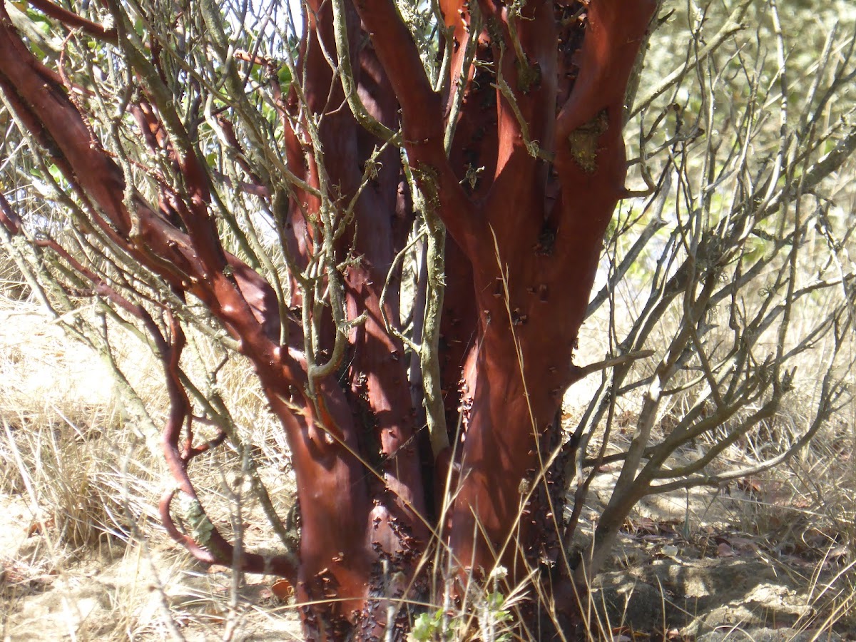 Manzanita